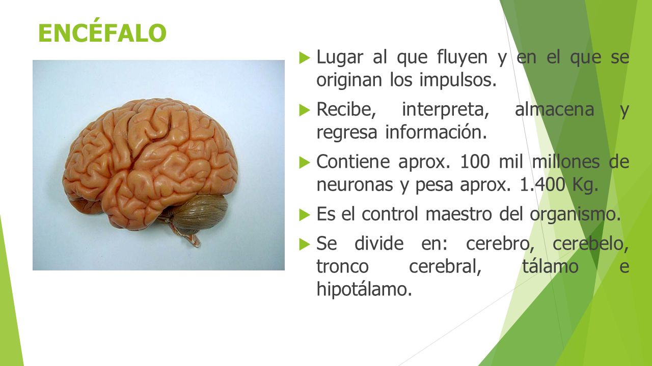 ENCÉFALO Lugar al que fluyen y en el que se originan los impulsos.