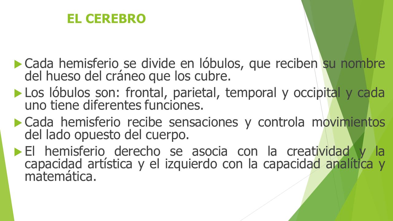 EL CEREBRO Cada hemisferio se divide en lóbulos, que reciben su nombre del hueso del cráneo que los cubre.