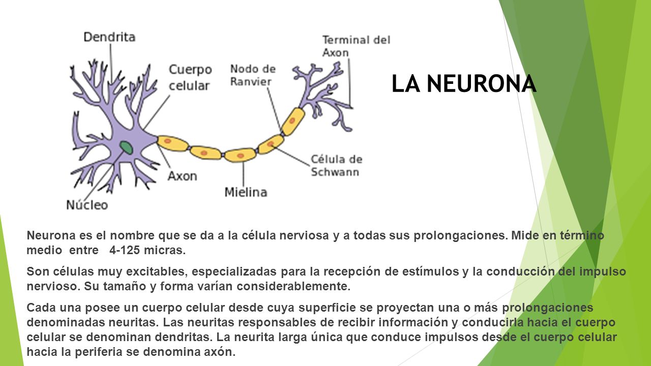 LA NEURONA Neurona es el nombre que se da a la célula nerviosa y a todas sus prolongaciones. Mide en término medio entre micras.