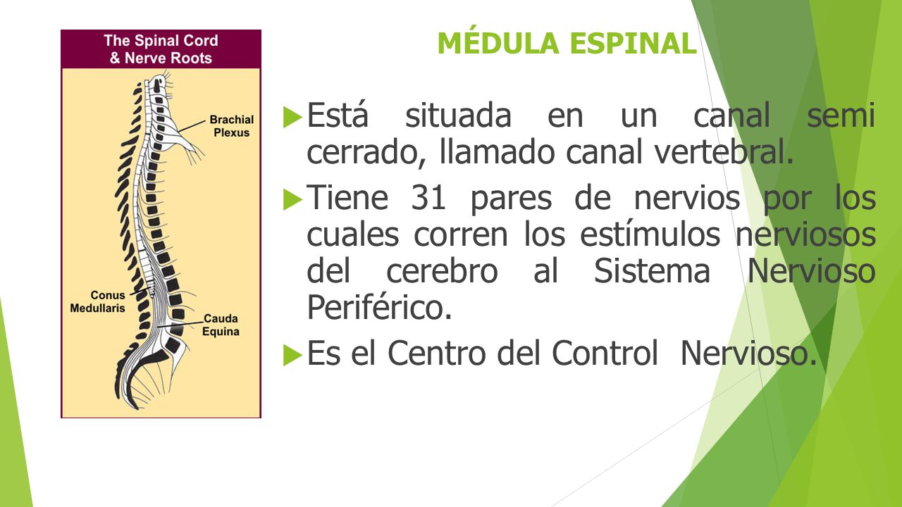 Está situada en un canal semi cerrado, llamado canal vertebral.