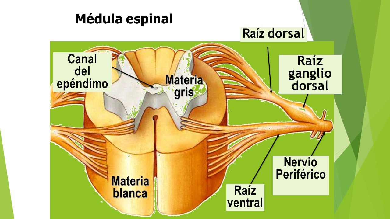 Médula espinal Raíz dorsal Canal Raíz ganglio dorsal del epéndimo