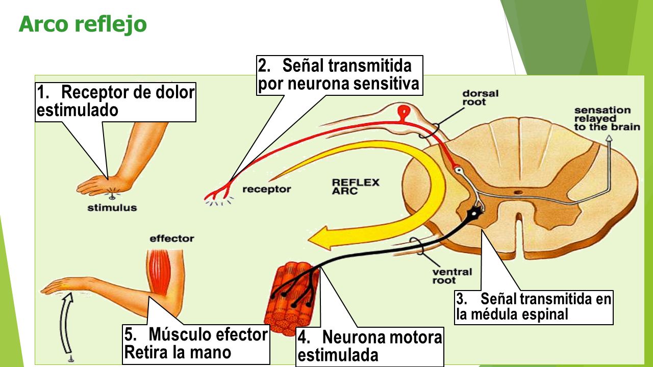 Arco reflejo Señal transmitida por neurona sensitiva Receptor de dolor