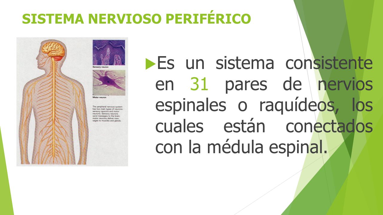 SISTEMA NERVIOSO PERIFÉRICO