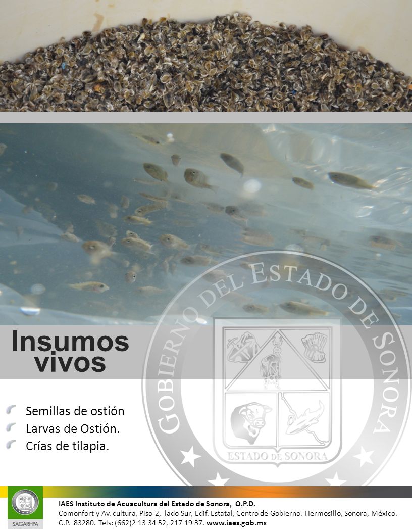 Insumos vivos Semillas de ostión Larvas de Ostión. Crías de tilapia.