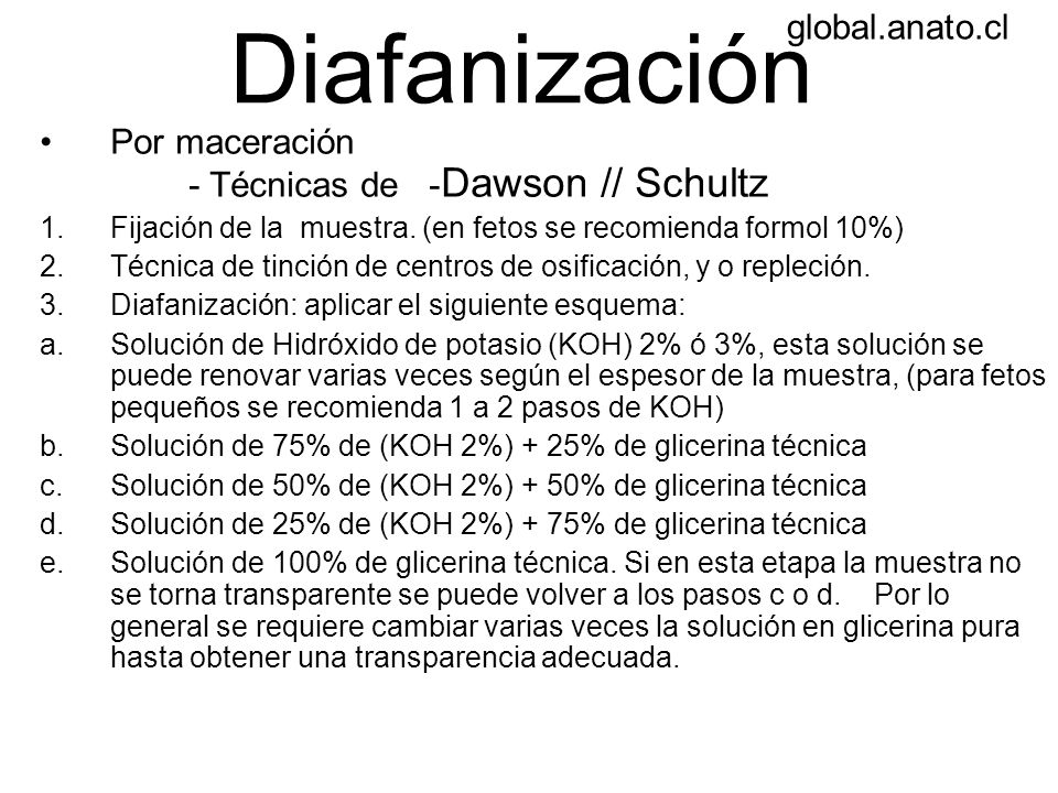 Diafanización global.anato.cl
