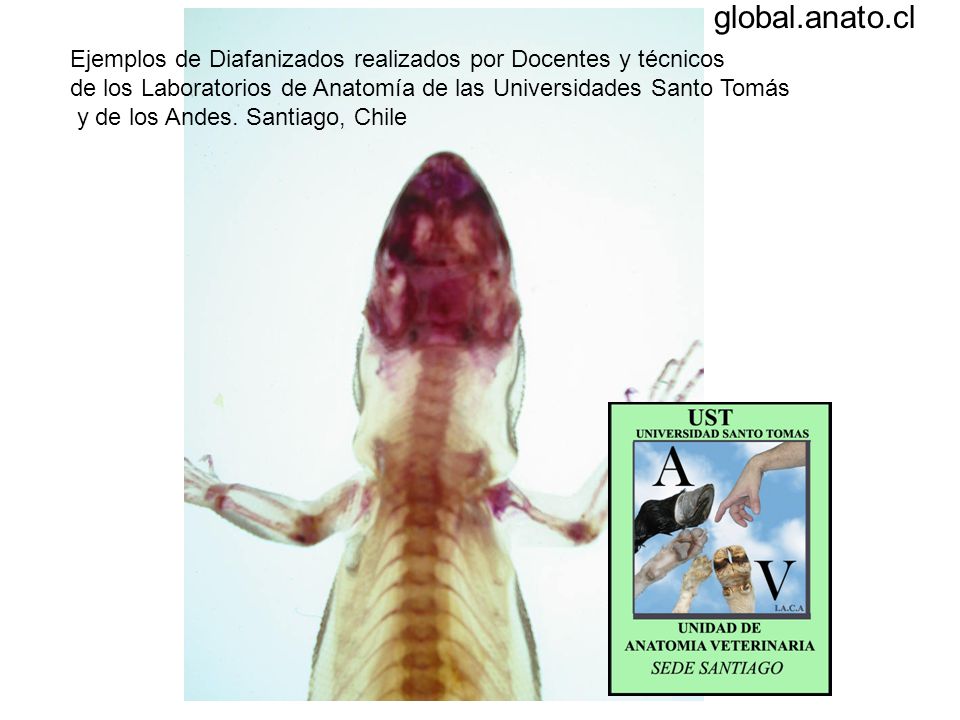 global.anato.cl Ejemplos de Diafanizados realizados por Docentes y técnicos. de los Laboratorios de Anatomía de las Universidades Santo Tomás.