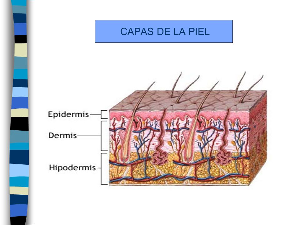 CAPAS DE LA PIEL