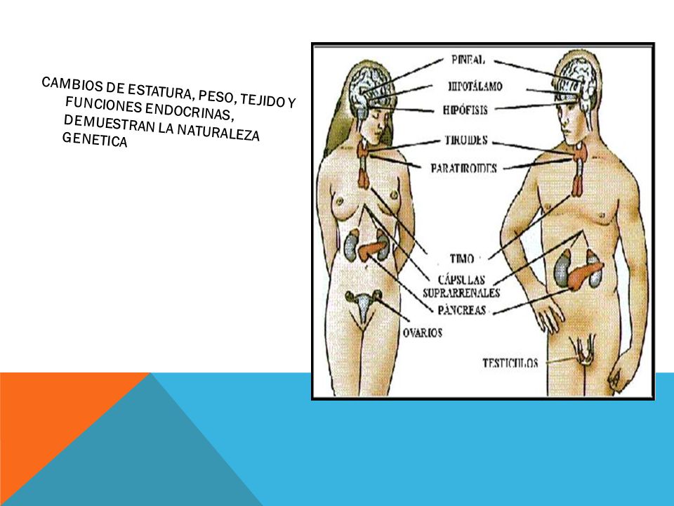 CAMBIOS DE ESTATURA, PESO, TEJIDO Y FUNCIONES ENDOCRINAS, DEMUESTRAN LA NATURALEZA GENETICA