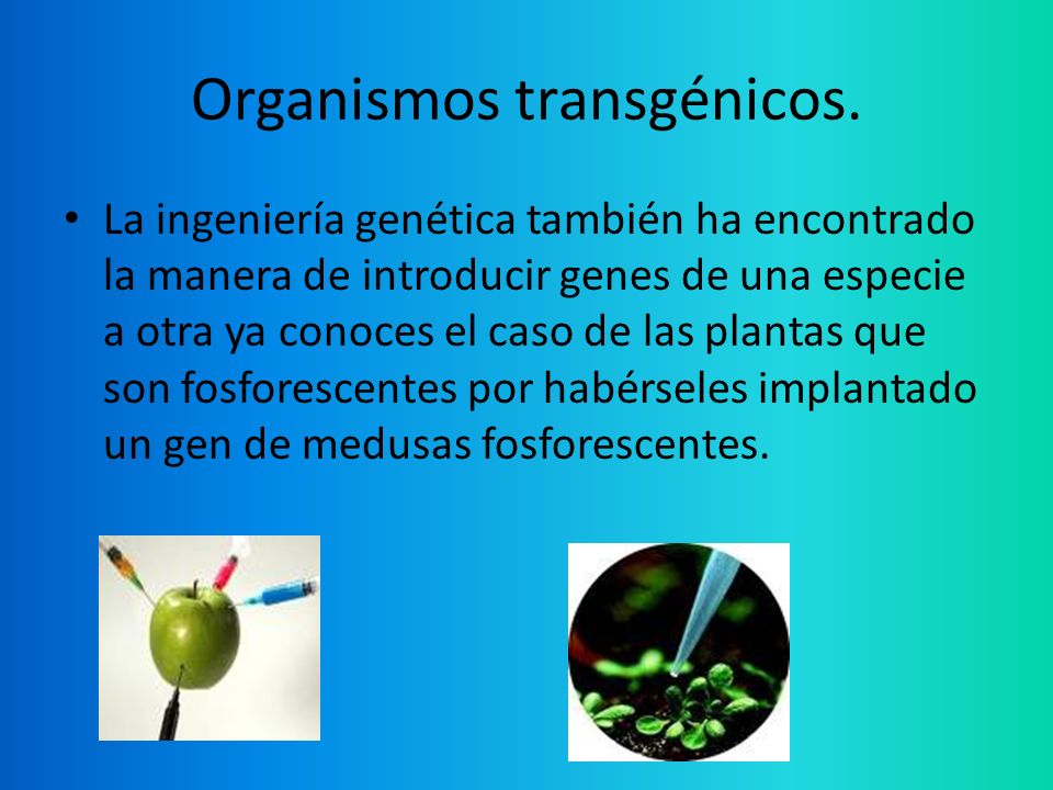 Organismos transgénicos.