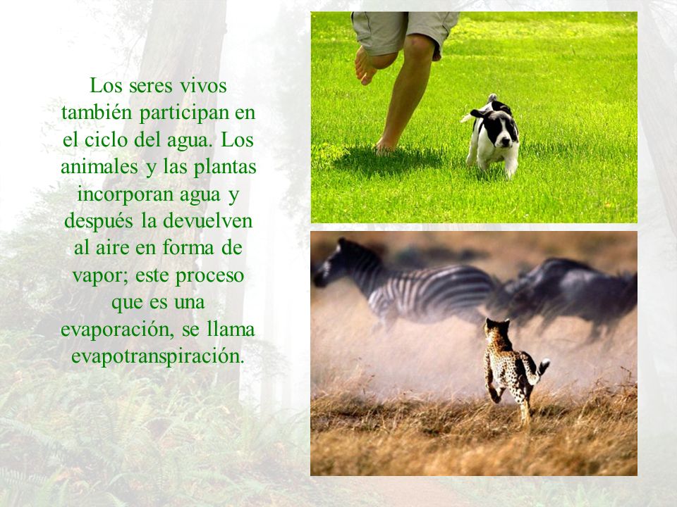 Los seres vivos también participan en el ciclo del agua