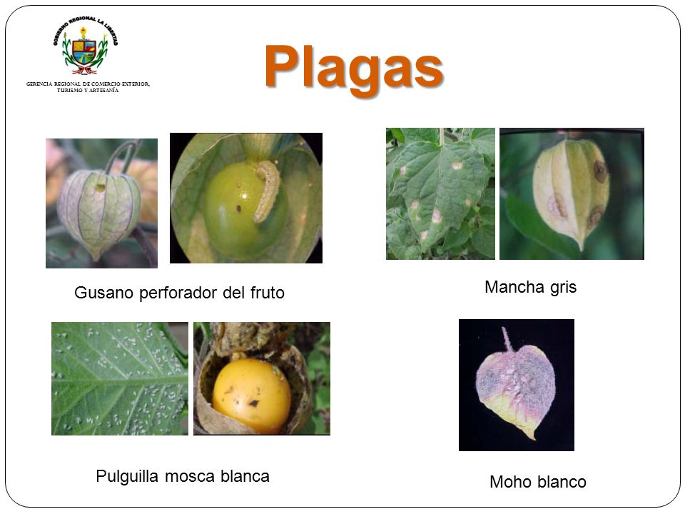 Plagas Mancha gris Gusano perforador del fruto Pulguilla mosca blanca