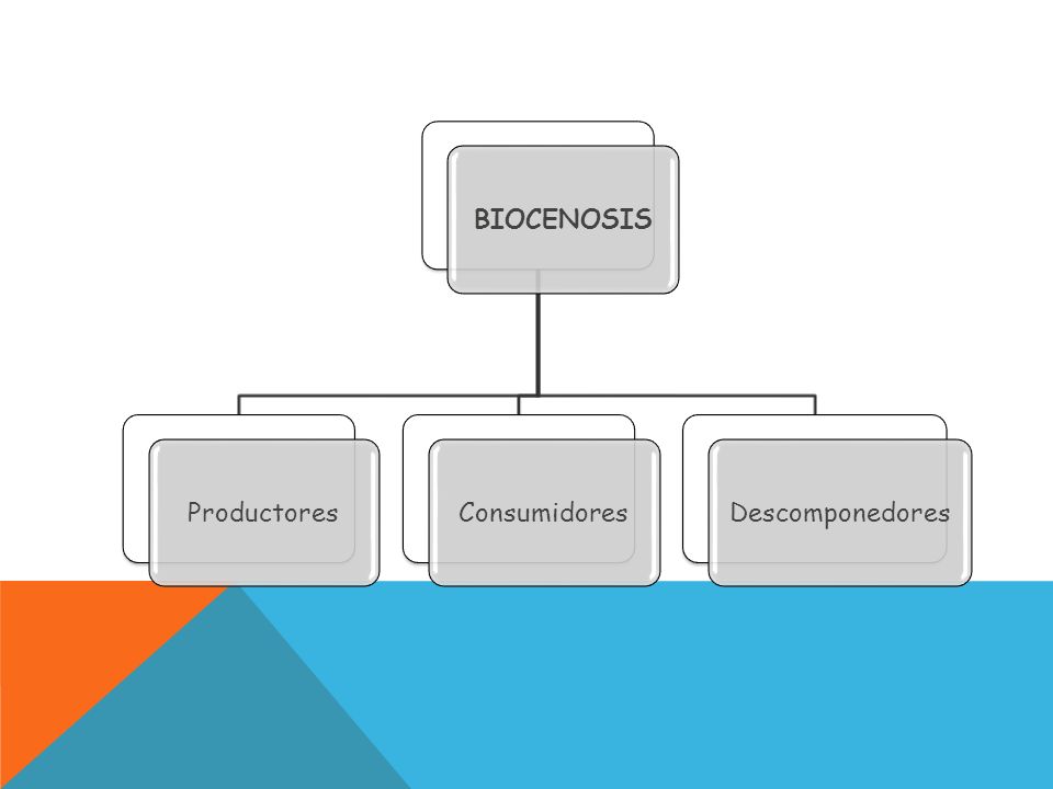 BIOCENOSIS Productores Consumidores Descomponedores