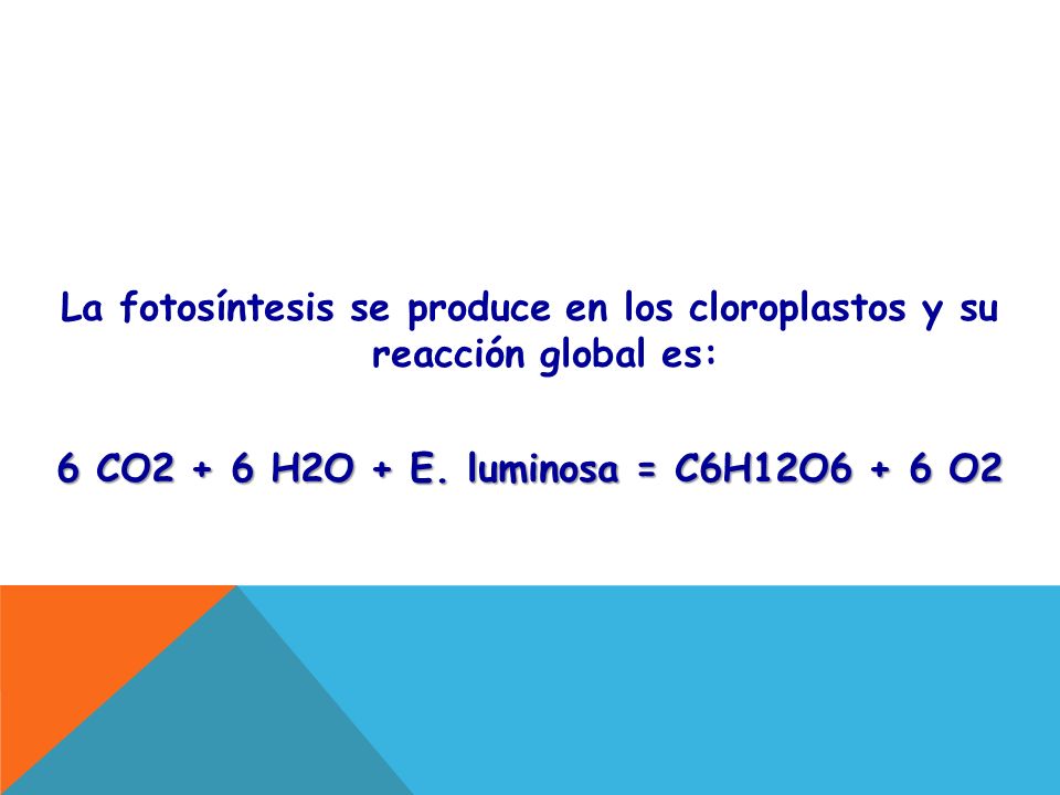 La fotosíntesis se produce en los cloroplastos y su reacción global es: 6 CO2 + 6 H2O + E.