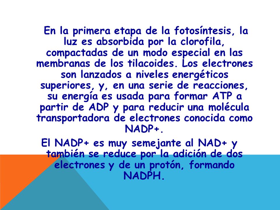 En la primera etapa de la fotosíntesis, la luz es absorbida por la clorofila, compactadas de un modo especial en las membranas de los tilacoides.