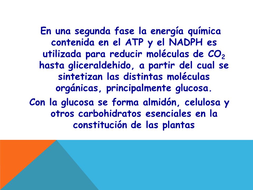 En una segunda fase la energía química contenida en el ATP y el NADPH es utilizada para reducir moléculas de CO2 hasta gliceraldehido, a partir del cual se sintetizan las distintas moléculas orgánicas, principalmente glucosa.