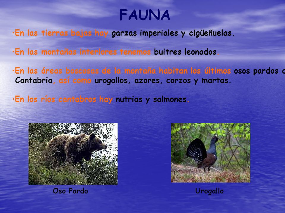 FAUNA En las tierras bajas hay garzas imperiales y cigüeñuelas.