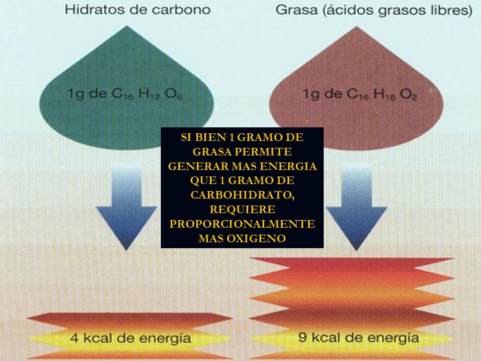 SI BIEN 1 GRAMO DE GRASA PERMITE GENERAR MAS ENERGIA QUE 1 GRAMO DE CARBOHIDRATO, REQUIERE PROPORCIONALMENTE MAS OXIGENO