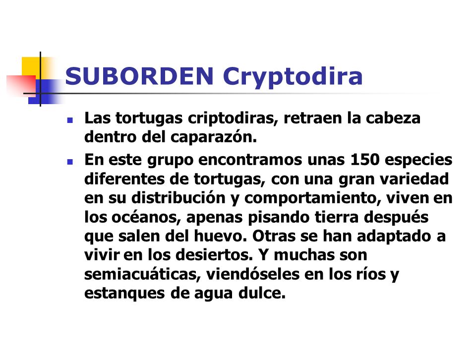 SUBORDEN Cryptodira Las tortugas criptodiras, retraen la cabeza dentro del caparazón.