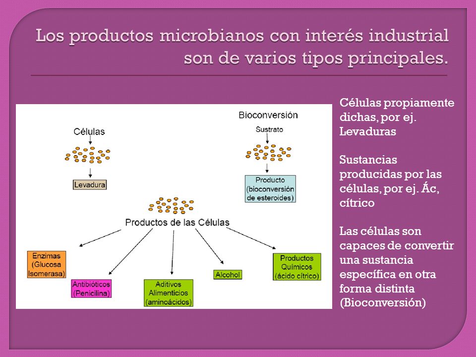 Los productos microbianos con interés industrial son de varios tipos principales.