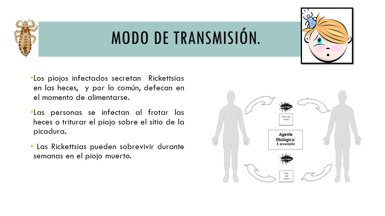 Modo de transmisión. Ivonne. Los piojos infectados secretan Rickettsias en las heces, y por lo común, defecan en el momento de alimentarse.