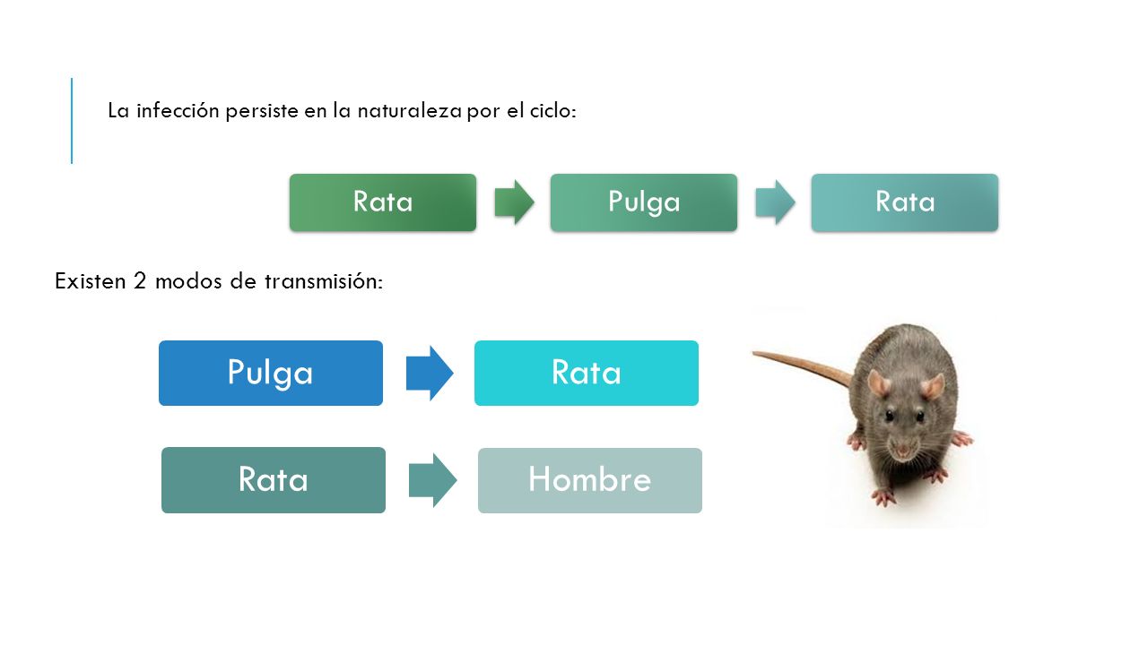 Pulga Rata Rata Hombre Rata Pulga Existen 2 modos de transmisión: