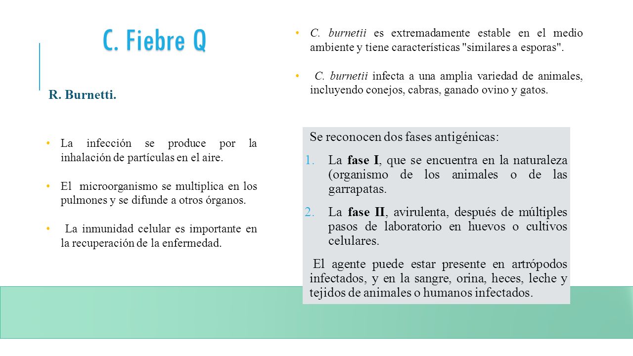 C. Fiebre Q R. Burnetti. Se reconocen dos fases antigénicas: