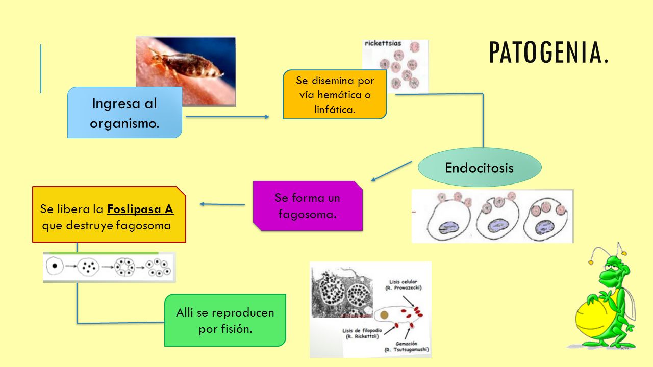 Patogenia. Ingresa al organismo. Endocitosis Se forma un fagosoma.