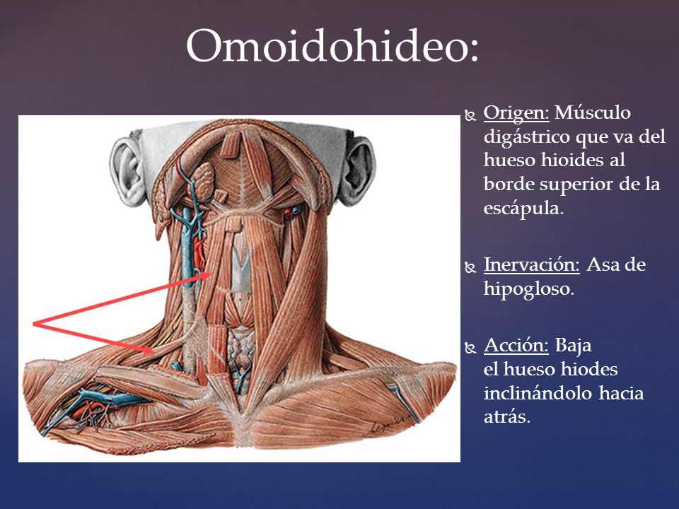 Omoidohideo: Origen: Músculo digástrico que va del hueso hioides al borde superior de la escápula.