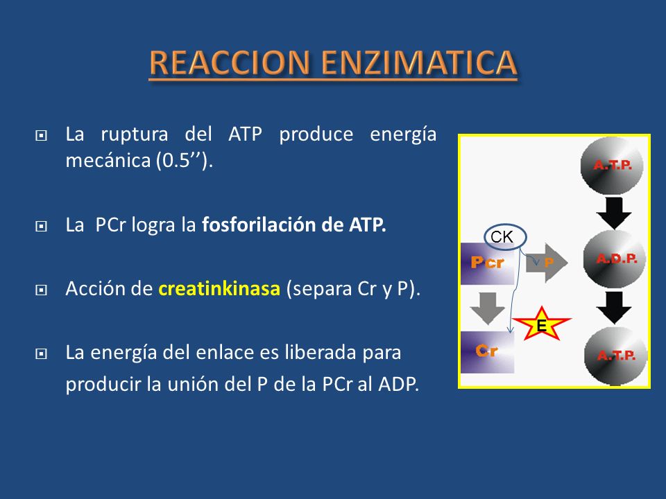 REACCION ENZIMATICA La ruptura del ATP produce energía mecánica (0.5’’). La PCr logra la fosforilación de ATP.