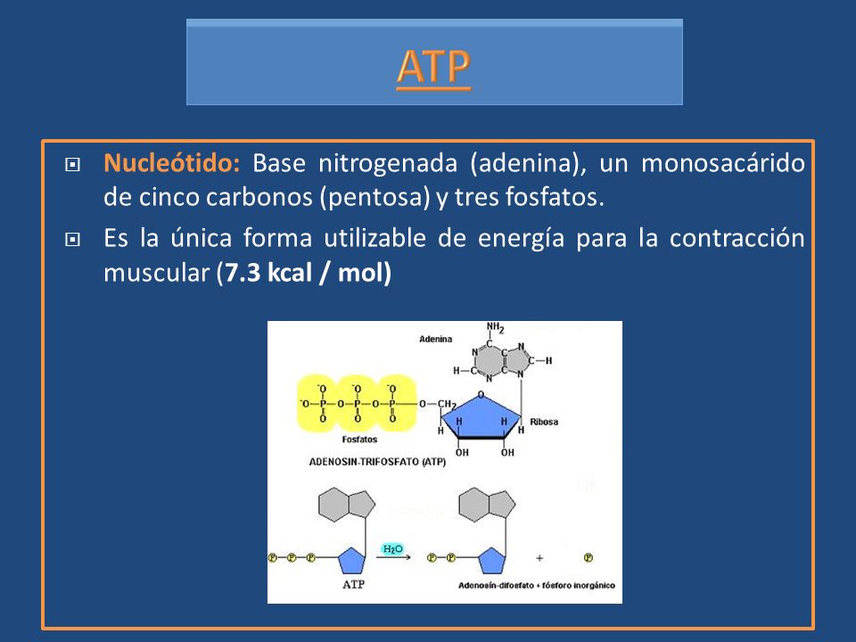 Nucleótido: Base nitrogenada (adenina), un monosacárido de cinco carbonos (pentosa) y tres fosfatos.
