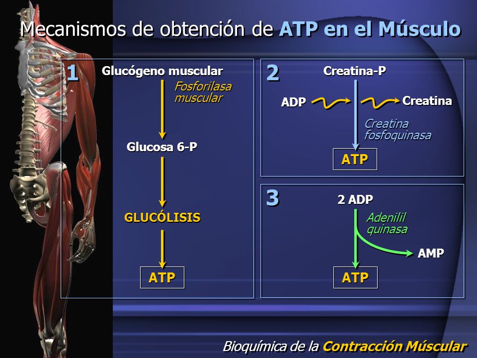 1 2 3 Mecanismos de obtención de ATP en el Músculo ATP ATP ATP