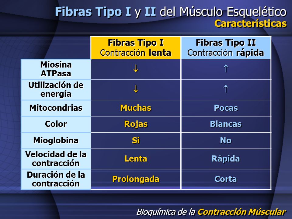 Fibras Tipo I y II del Músculo Esquelético Características