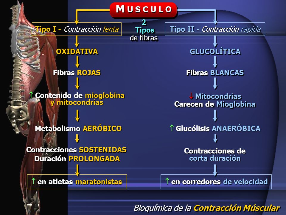 M U S C U L O 2 Tipos de fibras Tipo I - Contracción lenta