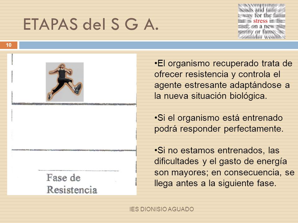 ETAPAS del S G A. El organismo recuperado trata de ofrecer resistencia y controla el agente estresante adaptándose a la nueva situación biológica.