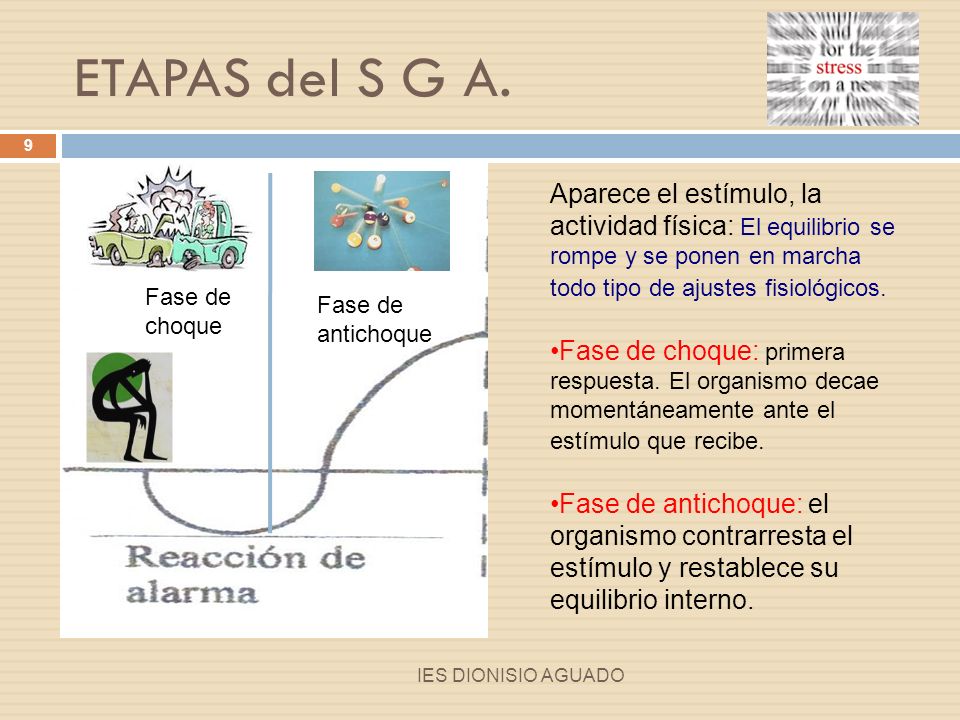 ETAPAS del S G A. Aparece el estímulo, la actividad física: El equilibrio se rompe y se ponen en marcha todo tipo de ajustes fisiológicos.