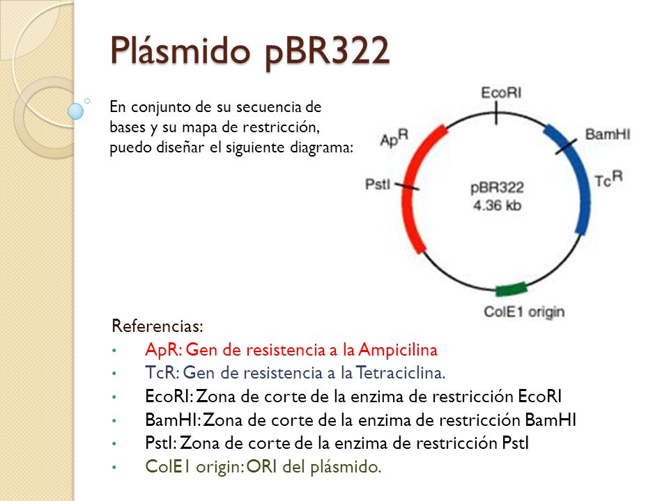Plásmido pBR322 Referencias: ApR: Gen de resistencia a la Ampicilina