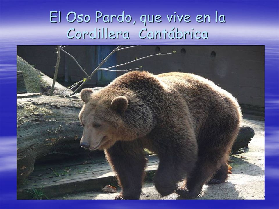 El Oso Pardo, que vive en la Cordillera Cantábrica