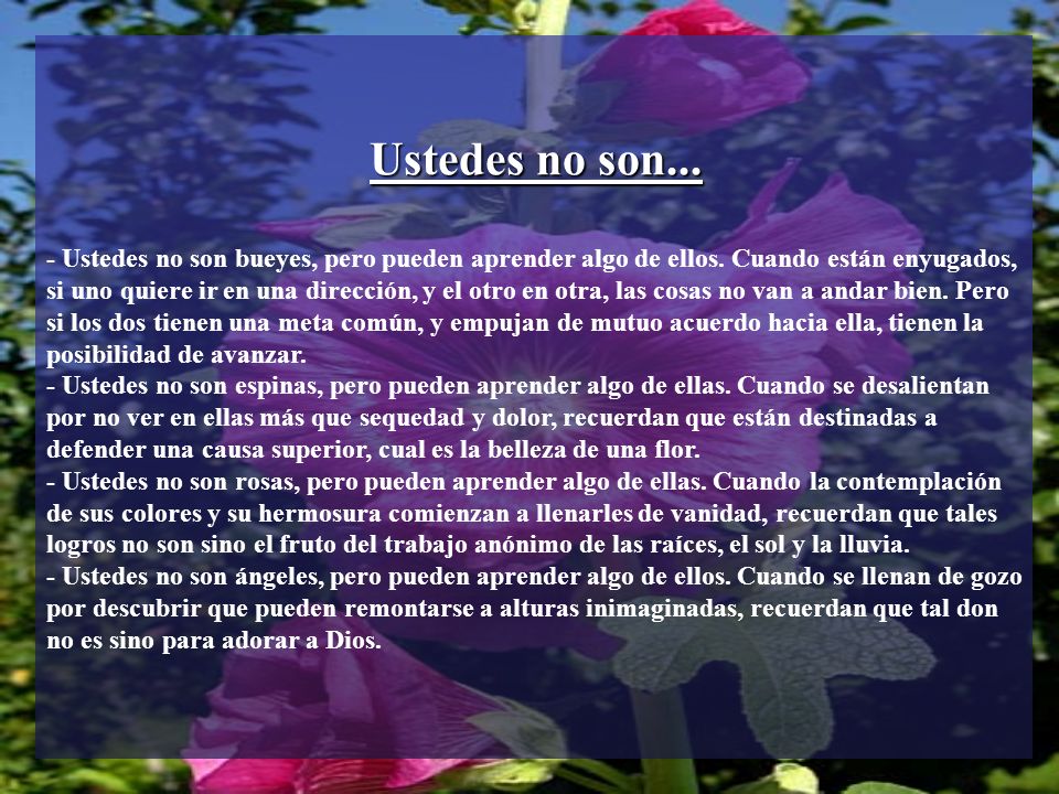 Ustedes no son... - Ustedes no son bueyes, pero pueden aprender algo de ellos. Cuando están enyugados,