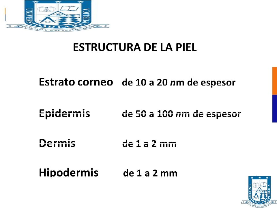 ESTRUCTURA DE LA PIEL Estrato corneo de 10 a 20 nm de espesor. Epidermis de 50 a 100 nm de espesor.