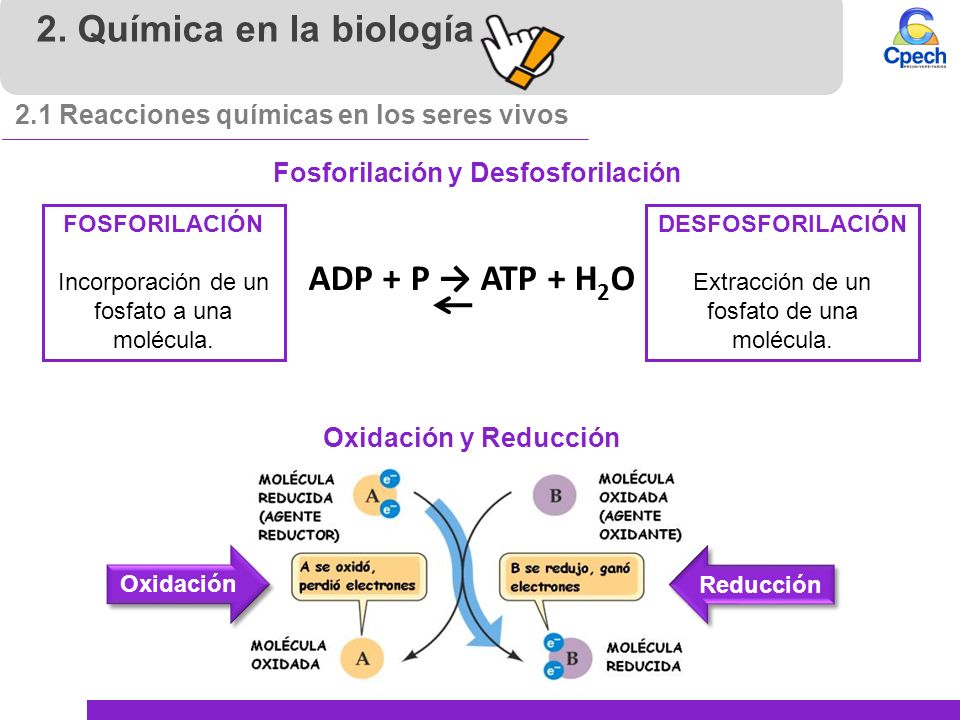 2. Química en la biología ADP + P → ATP + H2O
