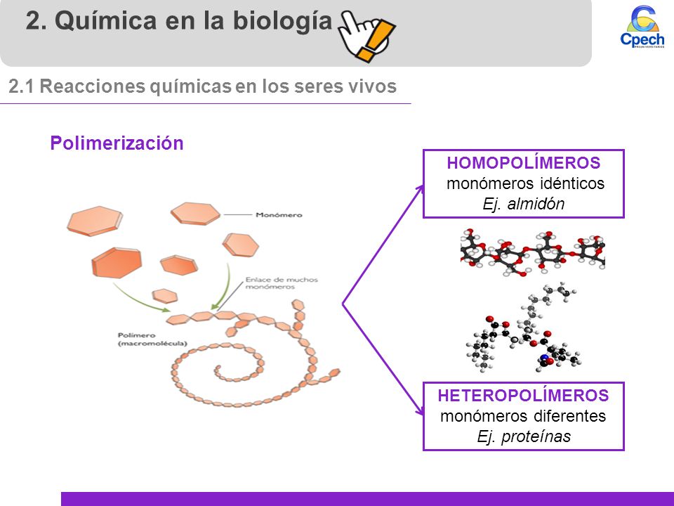 2. Química en la biología 2.1 Reacciones químicas en los seres vivos