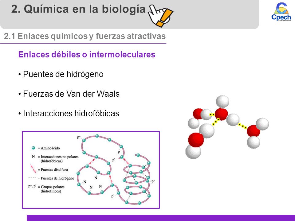 2. Química en la biología 2.1 Enlaces químicos y fuerzas atractivas