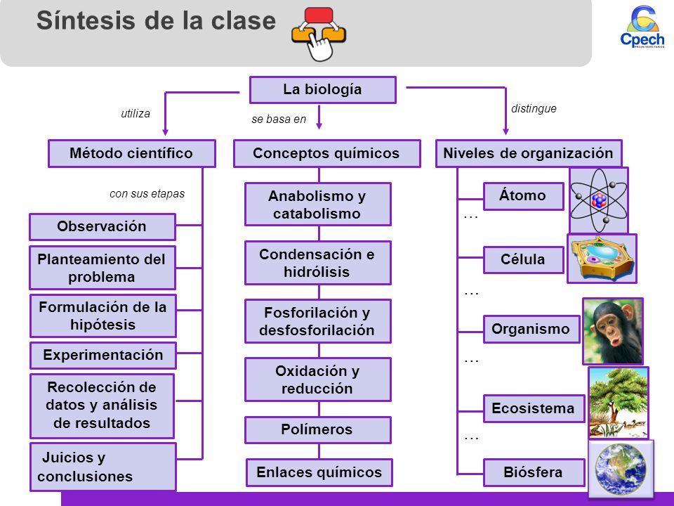 Síntesis de la clase … … … … Juicios y conclusiones La biología