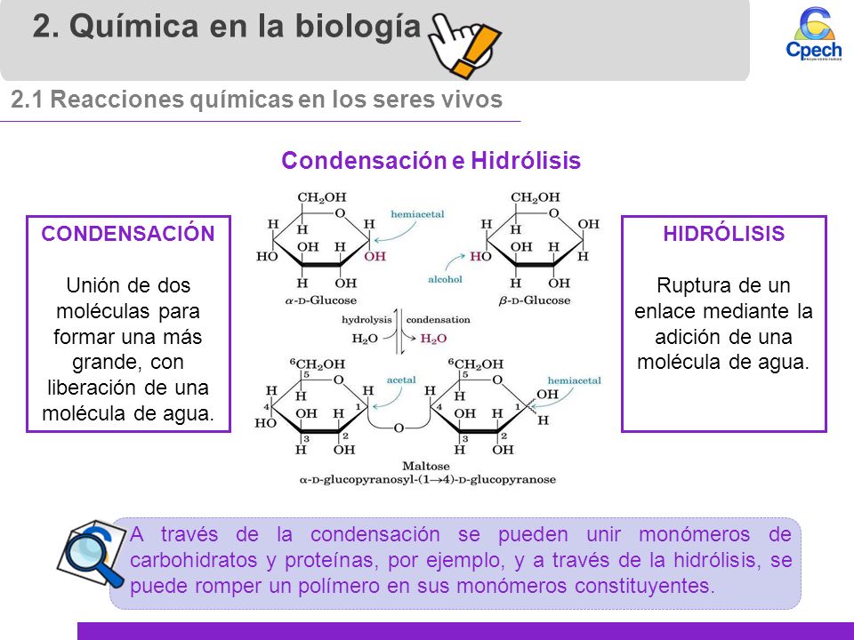 Ruptura de un enlace mediante la adición de una molécula de agua.