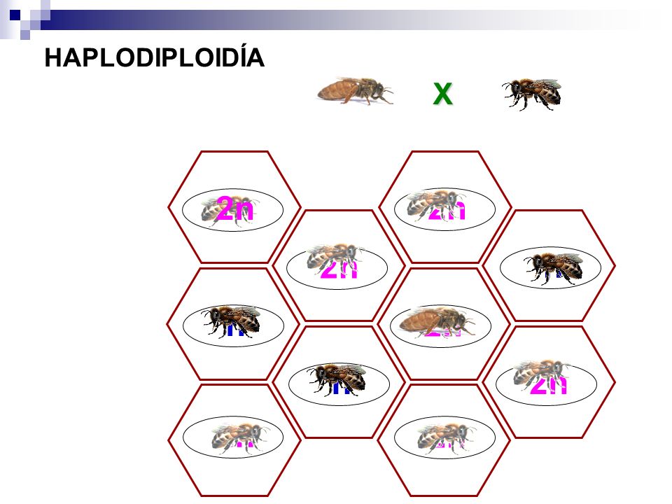 HAPLODIPLOIDÍA X 2n 2n 2n n n 2n n 2n 2n 2n