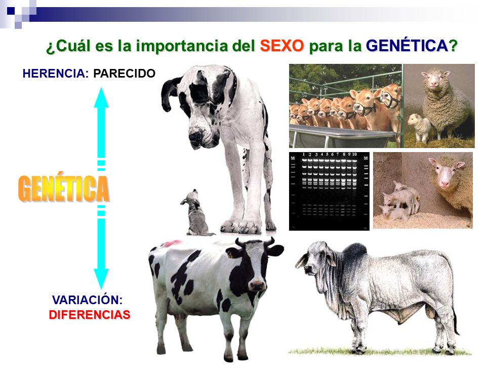¿Cuál es la importancia del SEXO para la GENÉTICA