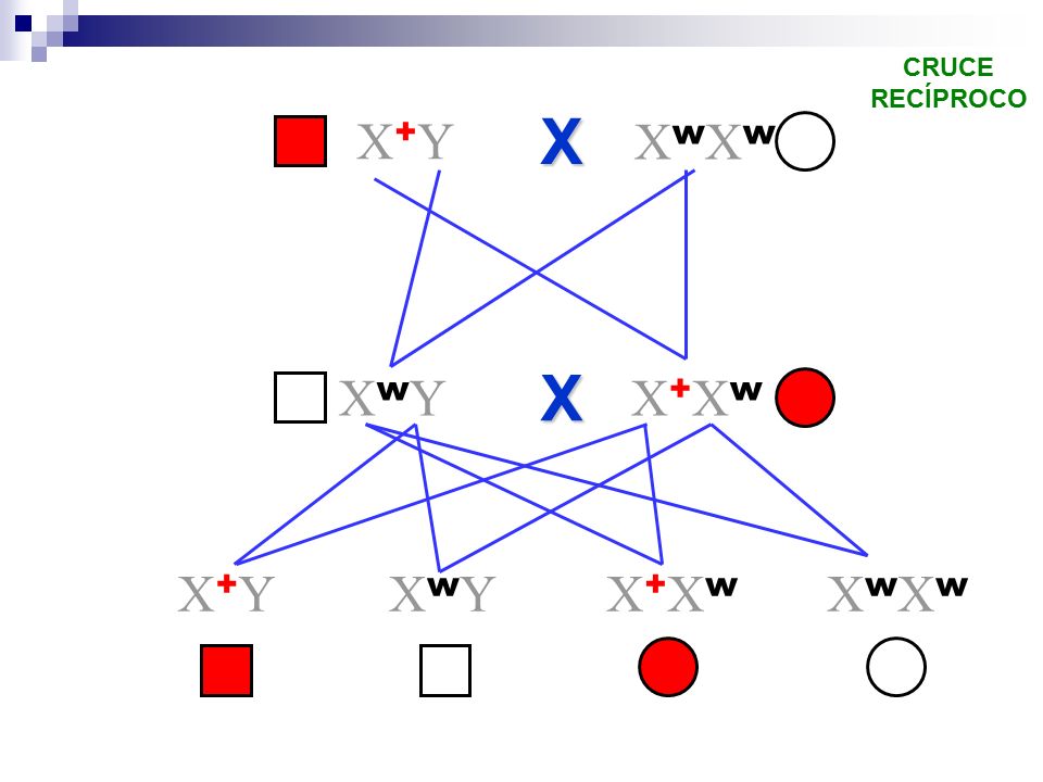 CRUCE RECÍPROCO X X+Y XwXw X XwY X+Xw X+Y XwY X+Xw XwXw