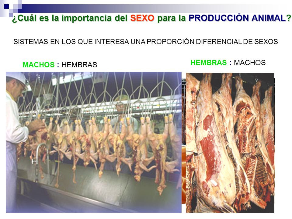 ¿Cuál es la importancia del SEXO para la PRODUCCIÓN ANIMAL