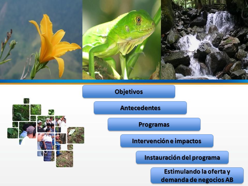 Instauración del programa Intervención e impactos Antecedentes