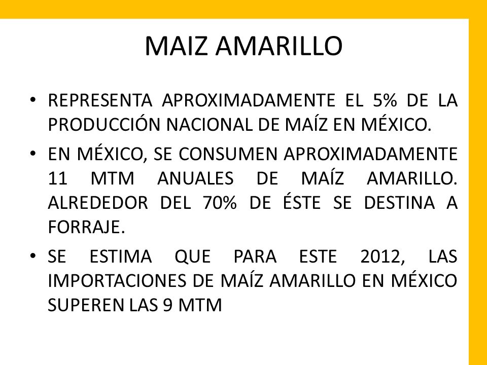 MAIZ AMARILLO REPRESENTA APROXIMADAMENTE EL 5% DE LA PRODUCCIÓN NACIONAL DE MAÍZ EN MÉXICO.